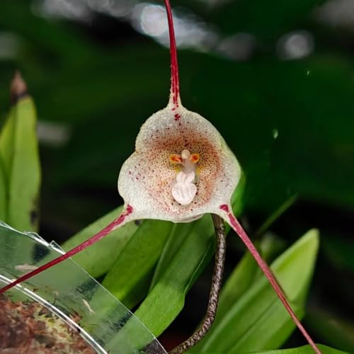 300 pcs Affengesicht Orchidee - Dracula Simia - frühlingsblumen, pflanzen balkon Affen orchidee pflanze kaufen samen, topfpflanzen für draußen, blumengarten Blumensaat, Garten Geschenk