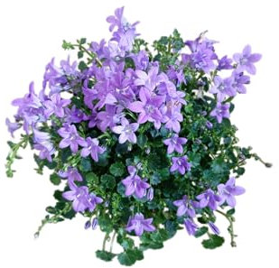 Campanula de Sol Planta de Exterior con Alta Resistencia y Belleza Única