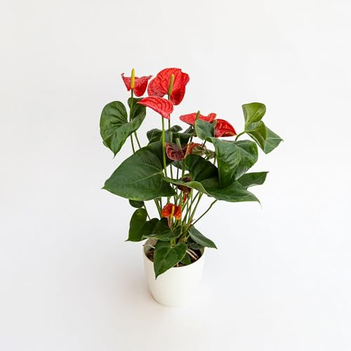 Anthurium Andreanum Zimmerpflanze, Flamingoblume Rot, 30-50 cm, 2er Set, Pflegeleicht