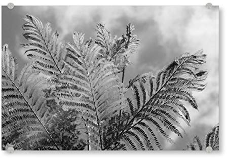 artboxONE Acrylglasbild 150x100 cm Natur Farn in Afrika schwarzweiss - Bild Farn blackandwhite blätter