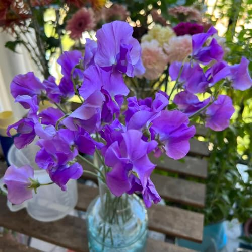 120 pcs duftwicke samen rankend winterharte stauden für pralle sonne pflanzen für draußen wicken samen (Lathyrus odoratus) blumensamen mehrjährig winterhart seeds pflanzen samen indoor