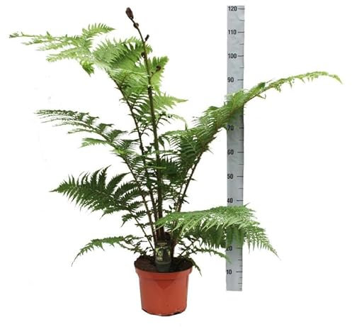 Australischer Baumfarn „Cyathea Australis“ – ca. 120 cm hoch inkl. Topf (24 cm) | Exotischer & schnellwüchsiger Farn für Zimmer, Wintergarten, Terrasse & Garten