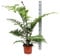 Australischer Baumfarn „Cyathea Australis“ – ca. 120 cm hoch inkl. Topf (24 cm) | Exotischer & schnellwüchsiger Farn für Zimmer, Wintergarten, Terrasse & Garten