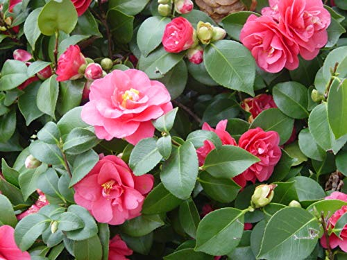 5 Camellia Japonica-Samen