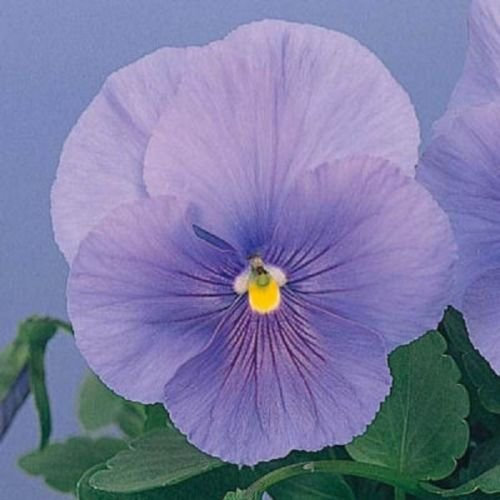 50 Semi neve Viola del pensiero Cielo Blu Fiore SEMI viola del pensiero: Grani