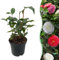 Arbusti - Camelia japonica Tricolore - Fiore rosa bianco e rosso - 1 Pianta - Sempreverde - 30cm - Ø15cm - Pianta da giardino