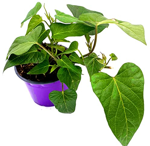 Süßkartoffel Erato Violett Gourmet Ipomea batata