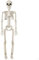 Halloween Plastikskelett, 90cm Ganzkörper menschliche Halloween Skelett mit beweglichen Gelenken für Halloween Party Innen Garten Haus Patio Dekorationen (90cm)