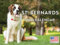 Bernhardiner Hundekalender 2025 Monatswand