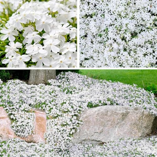 10000+semi di timo strisciante copertura del terreno, non OGM semi di fiore perenni, Hardy Thymus Serpyllum, alternativa phlox strisciante per paesaggistica e giardini percorsi (bianco)
