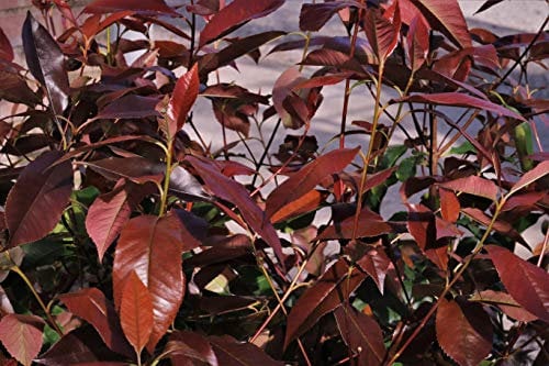 Photinia 'Red Robin' 10 Litre Pot - Bushy Plants