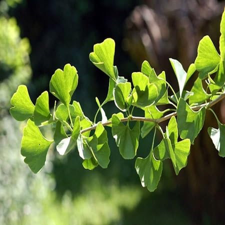 Semi di piante di ginkgo da 30 pezzi