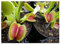 Dionaea Muscipula B Venusfliegenfalle