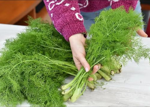 150 Semi di Finocchio Selvatico Foeniculum Vulgare, Finocchietto di Montagna, Pianta aromatica e curativa