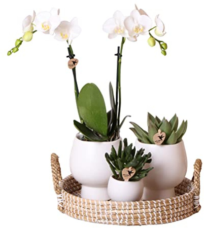 Komplett-Pflanzen-Set Scandic weiß | Grünpflanzen Set mit weißen Phalaenopsis Orchidee und Erfolg inkl. Keramik Ziertöpfe