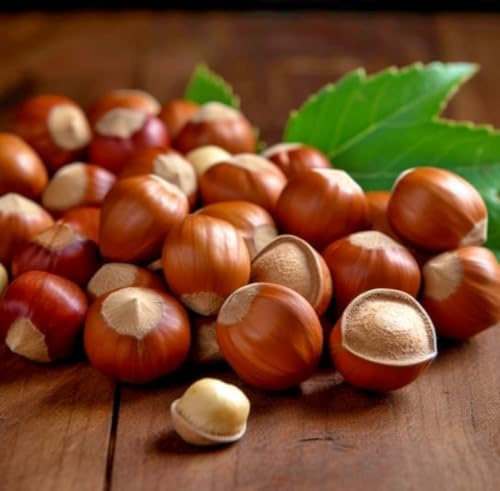 American Hazelnut Tree - 6-12 Tall Live Plant - 4 Pot - Filbert Nut Tree - Corylus Americana