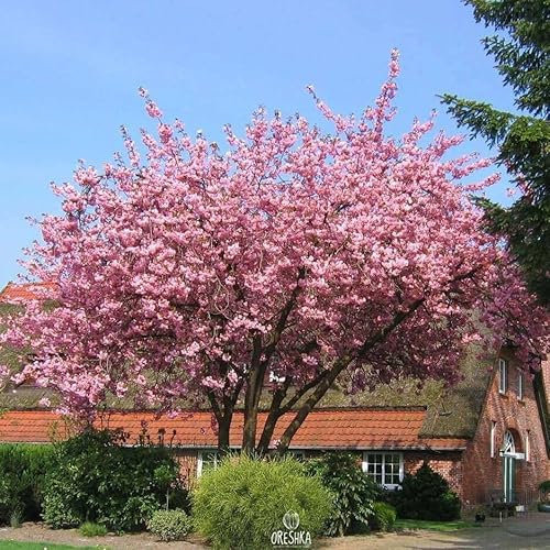 Prunus serrulata 10 PCS Fresh Seeds, Japanese Cherry, Japanese Sakura, Sakura Landscaping, Tree Seeds, Pink Cherry Blossom