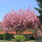 Prunus serrulata 10 PCS Fresh Seeds, Japanese Cherry, Japanese Sakura, Sakura Landscaping, Tree Seeds, Pink Cherry Blossom