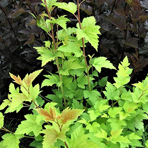 Gelblaubige Fasanenspiere Physocarpus opulifolius Nugget dekoratives Laub 40-60 cm im 3 Liter Topf