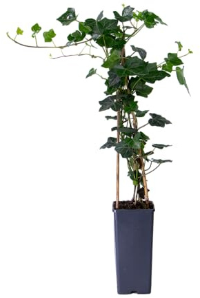 mgc24 Kletterpflanze Hedera hibernica Irischer Efeu Rankpflanze im 2l-Container 1 Pflanze