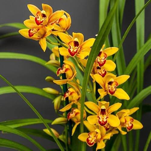 Cymbidium Orchid bulbi,cymbidium planta,Cymbidium Pianta vera,Tesoro di giardinaggio,è adatta per essere Osservata in interni ed esterni,orchidea del cymbidium.-3 bulbi-D