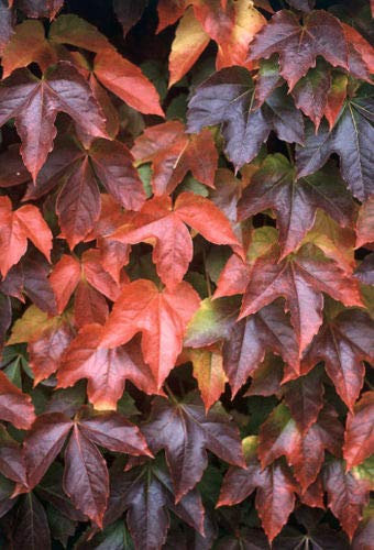 Portal Cool Paquete de semillas: Boston o semillas de hiedra japonesa brillante color del otoño de hoja caduca tolerante a las heladas