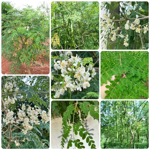 50 pcs moringa samen zum pflanzen, baum, garten geschenke moringa baum kaufen baumsamen, pflanzensamen geschenk bäume kaufen, hochbeet outdoor pflanzen, winterharte stauden für pralle