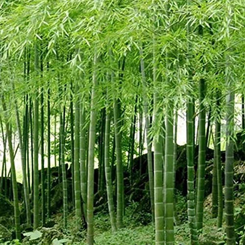 100Pcs Graine de Bambou Plante Exterieur, Graines De Bambou Tolérantes à L'ombre Décor à La Maison Rare Phyllostachys Pubescens Semis De Jardin Pour Arrière-cours Graines de bambou (Vert)