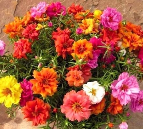 Moss Rose Doppel Portulakröschen Mischungsfarbe 1000 Samen CombSH B84