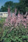 Portal Cool Flower - Delphinium - Pacific Astolat - 25 Samen