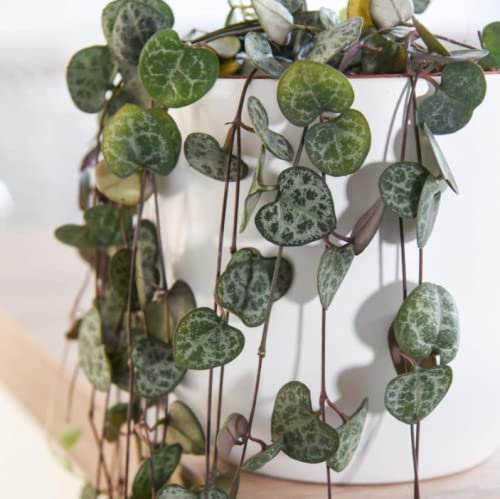 String of Hearts- Ceropegia Rosary Vine- 1x 10cm Potted Plant