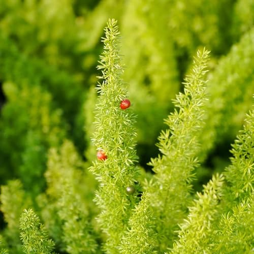 100 Pcs Zierspargel Pflanze Samen - Fuchsschwanz Farn - Dachbegrünung Samen, Nachhaltige Geschenke, Asparagus Densiflorus, Kletterpflanzen Winterhart Schnellwachsend Zimmerpflanzen