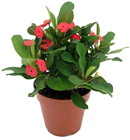 Christusdorn (Euphorbia millii), im 12cm Topf, (Sorte: Vulcanus, rot)