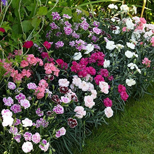 Hardy Perennial Dianthus Garden Pleasures Collection Long Flowering Top Performers Easy to Grow 1 x 5 Postiplugs by Thompson and Morgan