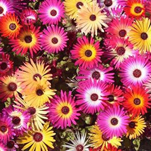 Haloppe 200 Stück Chrysanthemen-Blumen-Pflanzen-Samen für die Bepflanzung des Hausgartens, frische Chrysanthemen-Mix-Gartensamen Saatgut