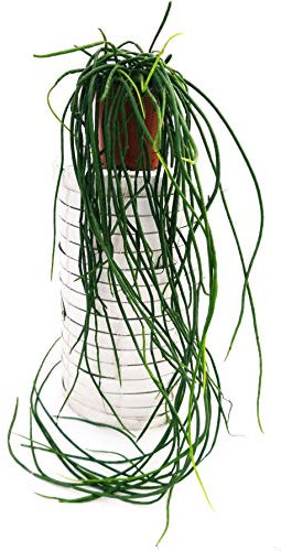 POWERS TO FLOWERS - RHIPSALIS MICRANTHA HEIDELBERG, vaso 12cm, strascico 60cm, pianta vera