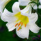 Lilium martagon zwiebeln,Winterharte mehrjährig,Dekorative Blumen,lilien Deko,lilie riesen,Lilien im topf,Lilie,duft lilien,lilien knollen,lilien zwiebeln winterhart.-4 zwiebeln-J