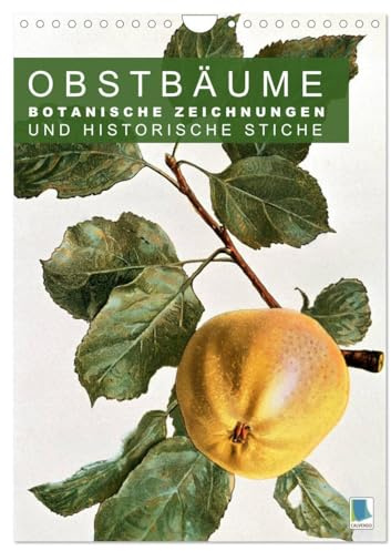 Obstbäume: Botanische Zeichnungen und historische Stiche (Wandkalender 2026 DIN A4 hoch), CALVENDO Monatskalender: Obst und Früchte: historische ... und Kupferstiche (CALVENDO Kunst)