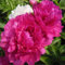 3-5 yeux pivoine racine nue - racines de pivoine à planter - bulbes/racines sains de haute qualité et sains (2, rouge)