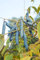 Blaugurkenbaum 20 Samen