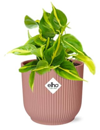 Philodendron Scandens 'Brasil' in Vibes Fold rosa - 10-20cm - Ø14cm - Zimmerpflanze - Immergrün