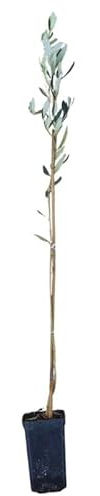 Planta de Olivo Picual | Árbol de Olivo Joven 60–90 cm | Variedad de Alta Productividad y Fácil Cultivo, Ideal para Producción de Aceite (10)