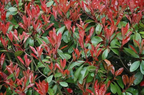50 x Christmas Berry / Photinia fraseri 'Red Robin' 35-45cm Tall in 9cm pots
