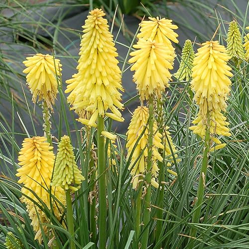 Kniphofia Poco Citron - Dwarf Red Hot Poker - Hardy Perennial Plant for Outdoor Gardens and Patios - Long-Flowering Ornamental Plant in Pot (9cm Pot, 10-20cm)