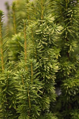 Taxus media 'Stefania' 70-80 cm - Hybrid-Eibe, immergrün, ideal für Hecken und Kübel, pflegeleicht, winterhart