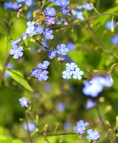 3 Stück Stauden Kleinblütige Bergminze Calamintha nepeta 'Blue Cloud' winterhart Freilandaufzucht