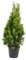 Thuja occidentalis Smaragd 80-100 cm – Immergrüner Lebensbaum, Dichter Wuchs, Pflegeleicht & Frosthart – Ideal als Heckenpflanze im Topf – Ganzjährig pflanzbar für Sichtschutz & Gartenbegrünung