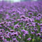 100 pcs eisenkraut samen mehrjährig, wildblumen, winterharte stauden, echtes eisenkraut samen (Verbena officinalis) blumen samen mehrjährige, kübelpflanzen blumensamen, garten blumenwiese,
