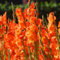 9 pezzi fiori bulbi di gladioli - decorazione vegetale decorazione murale piante, gladioli, bulbi di fiori precoce decorazione per il giardino piante in vaso