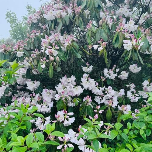 30 pcs rhododendron samen winterharte kübelpflanzen azaleen pflanzen winterhart blumensamen mehrjährig winterhart zimmerpflanzen hochbeet balkon pflanzenkübel blumensamen geschenk